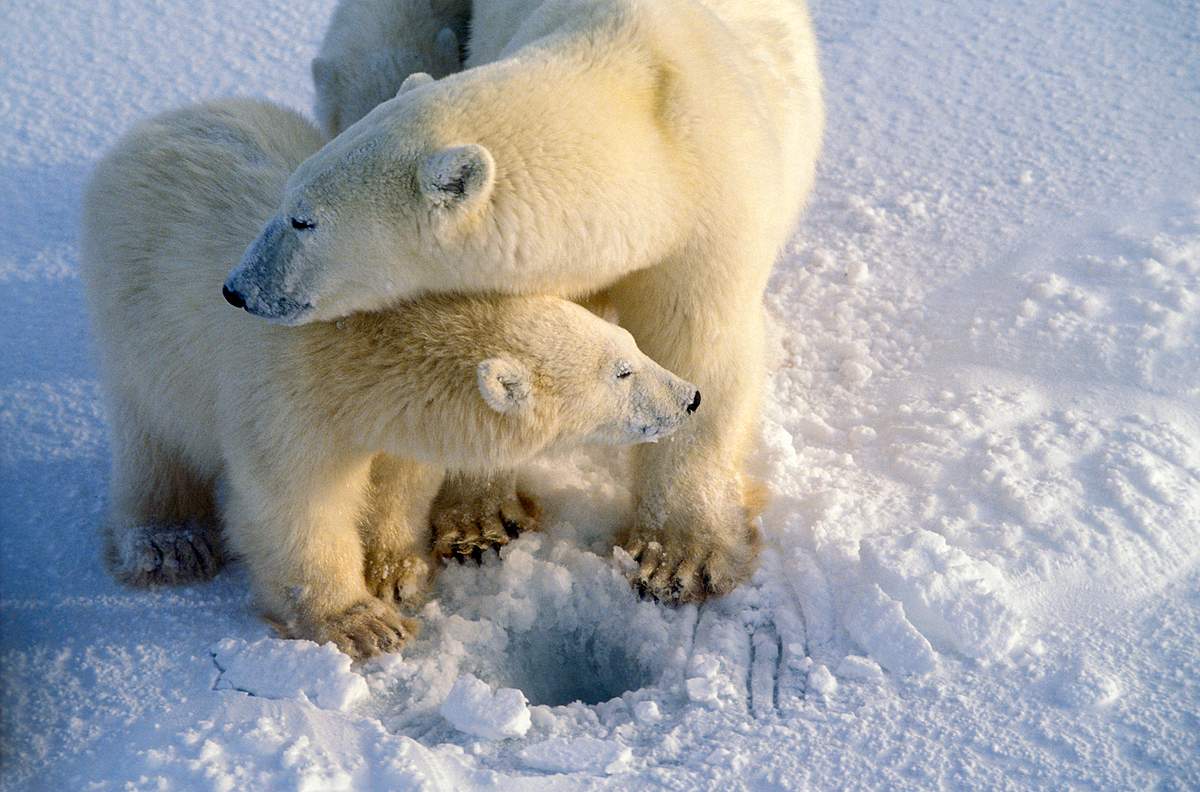 die reise der eisbären
