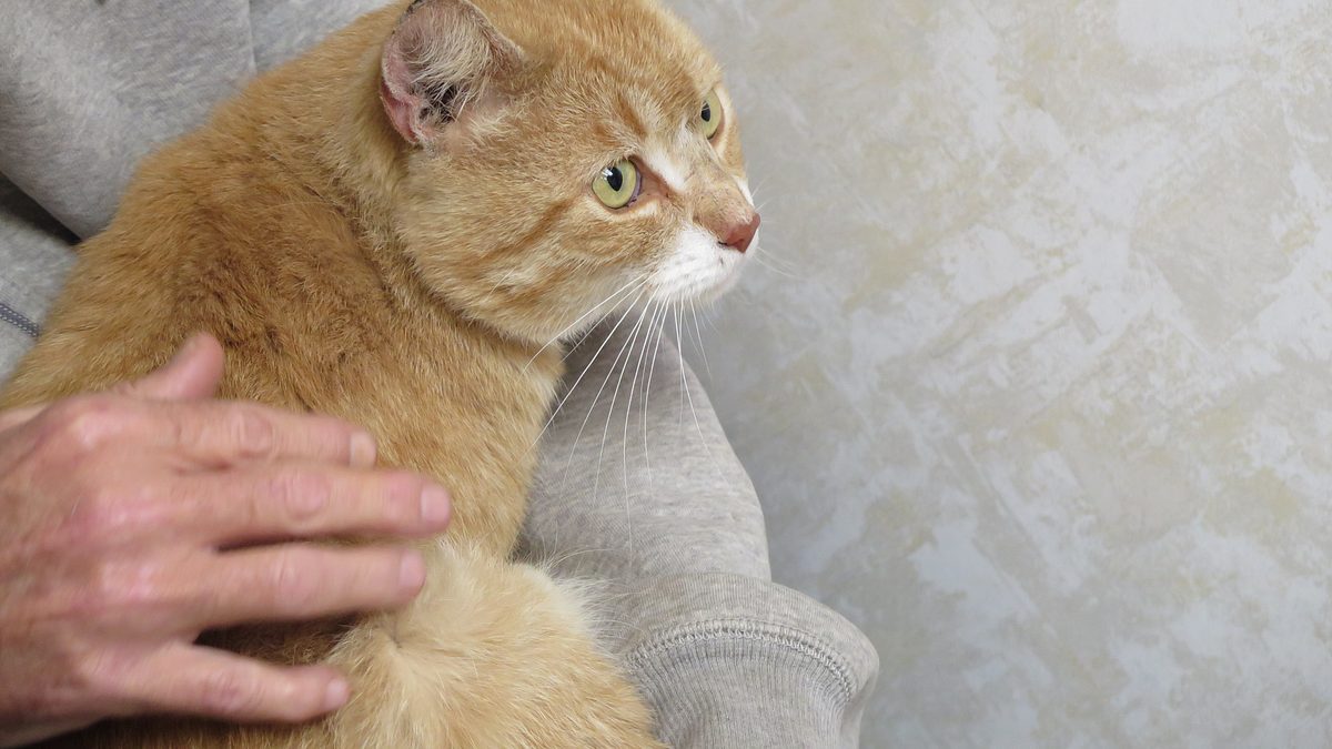der unglaubliche dr. pol