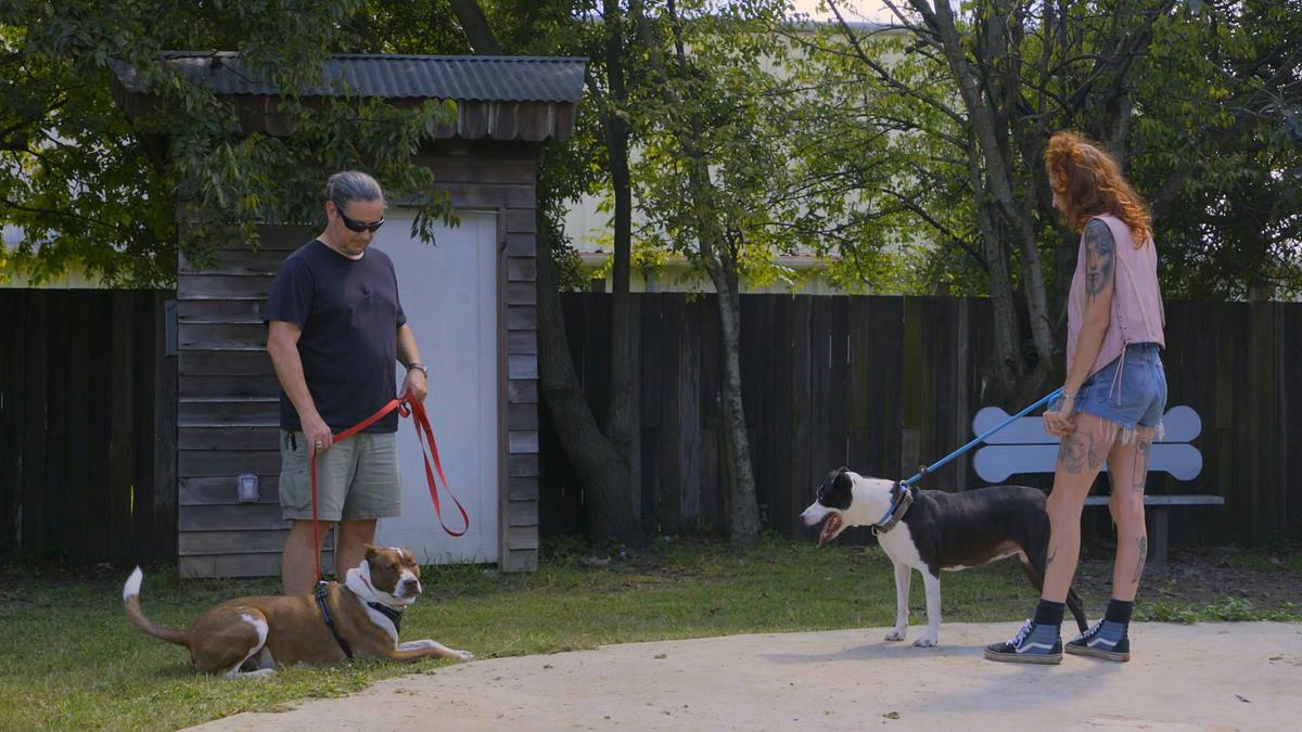 pitbulls auf bewährung