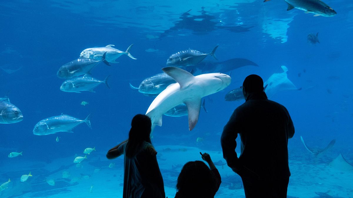 das atlanta-aquarium