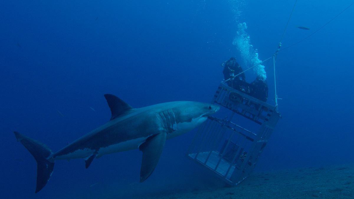 shark week