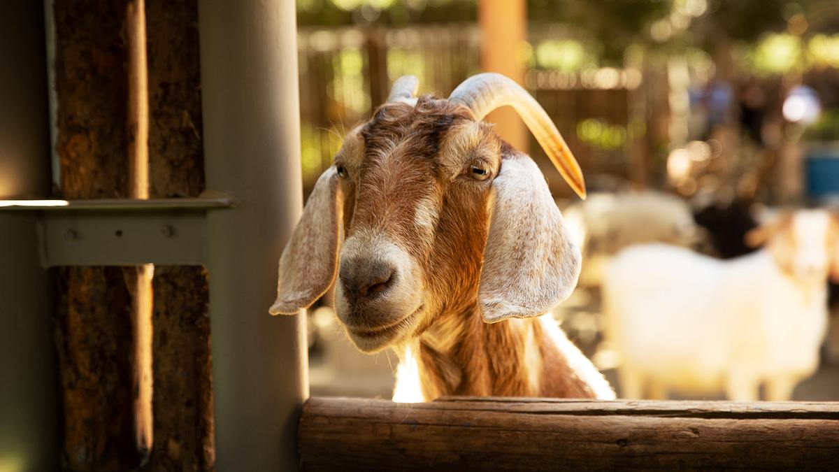 san diego zoo