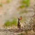 Naturparks in Portugal Thumbnail