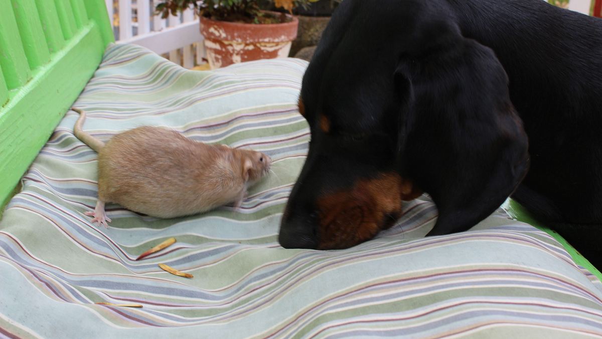 tierische freundschaften