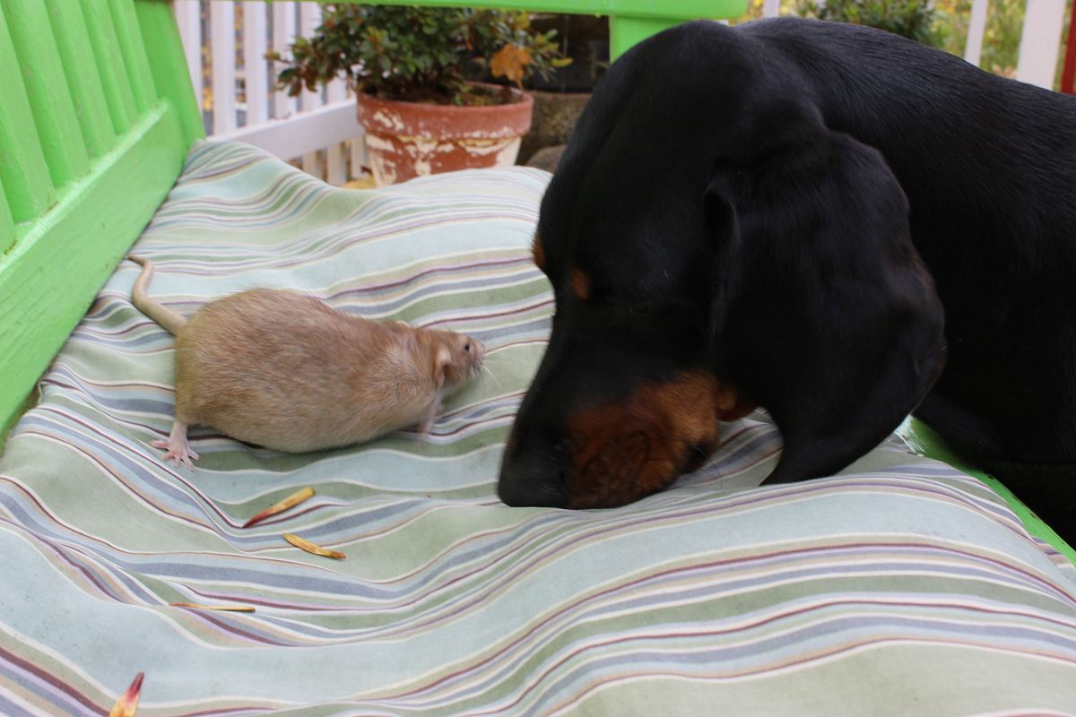 Tierische Freundschaften tierische freundschaften