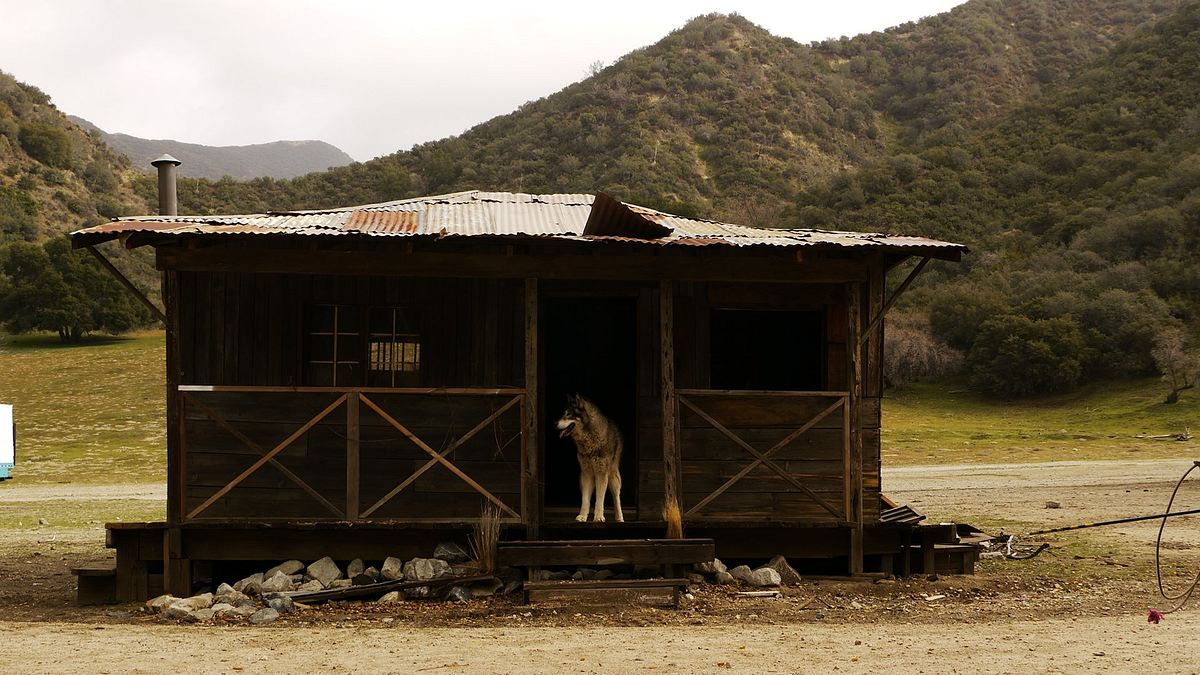 wolf town