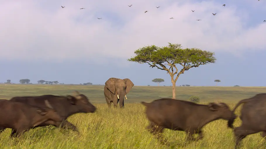 Afrikas Ikonen der Tierwelt afrikas ikonen der tierwelt