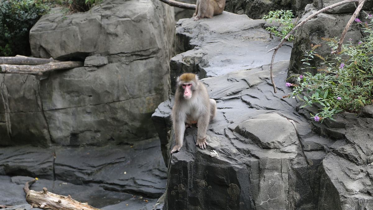 bronx zoo - tierpark der superlative