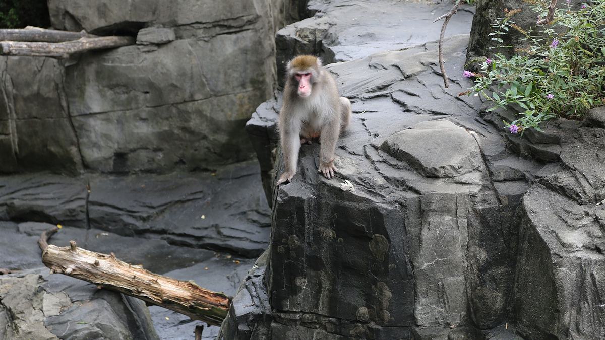 bronx zoo - tierpark der superlative