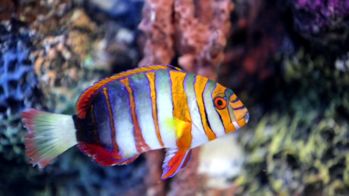 die aquarium-profis