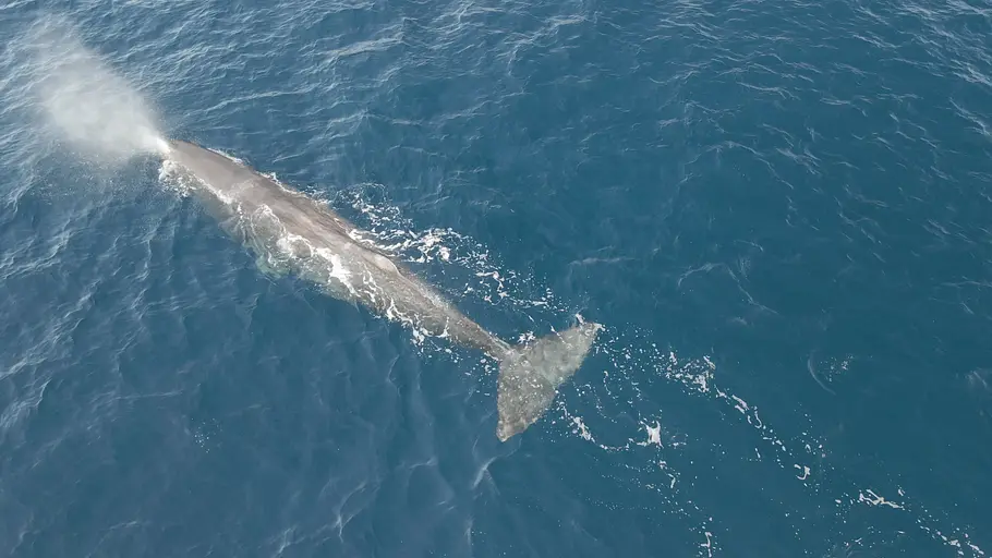 Pelagos - Welt der Wale pelagos - welt der wale
