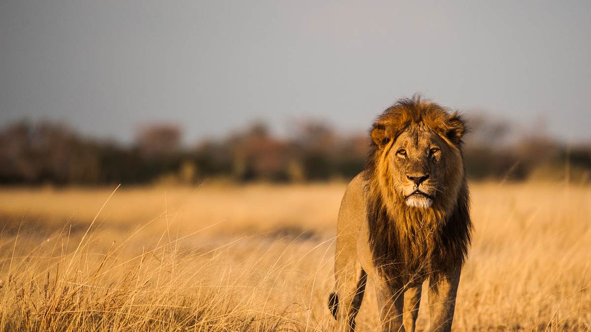 savage kingdom