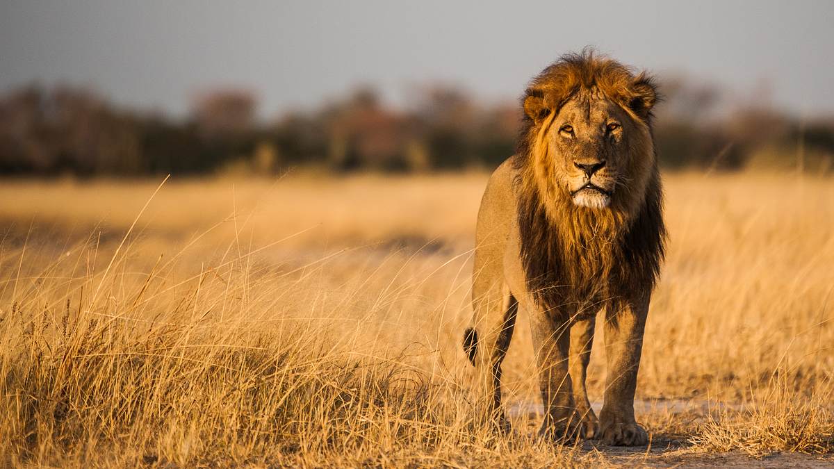 savage kingdom