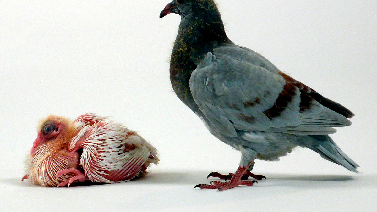tierisch clever