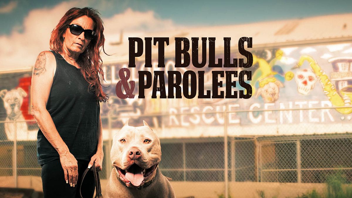 pitbulls auf bewährung
