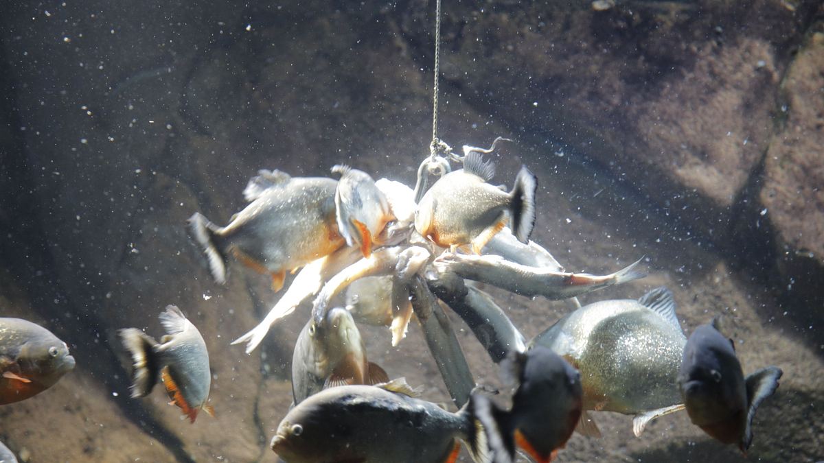 das atlanta-aquarium