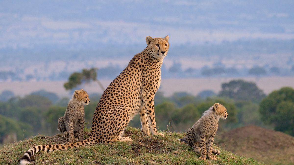 Die Großkatzen der Masai Mara die großkatzen der masai mara