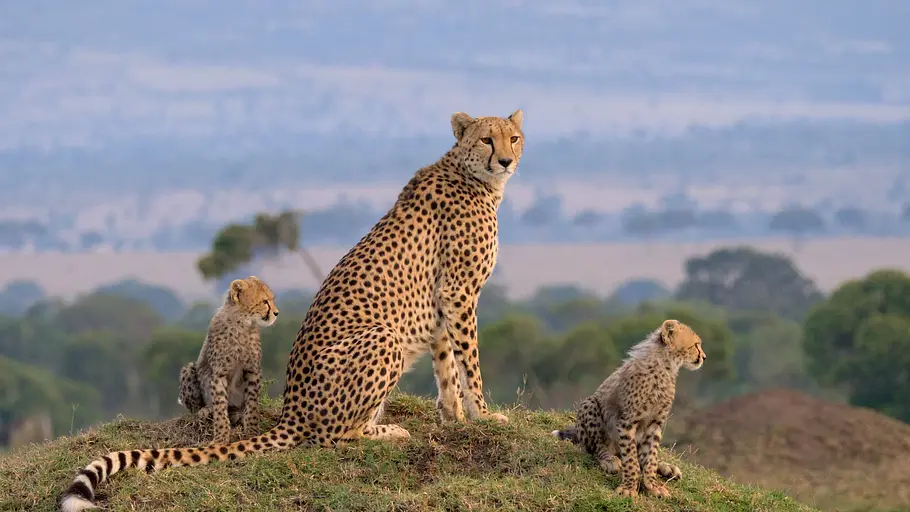 Die Großkatzen der Masai Mara die großkatzen der masai mara