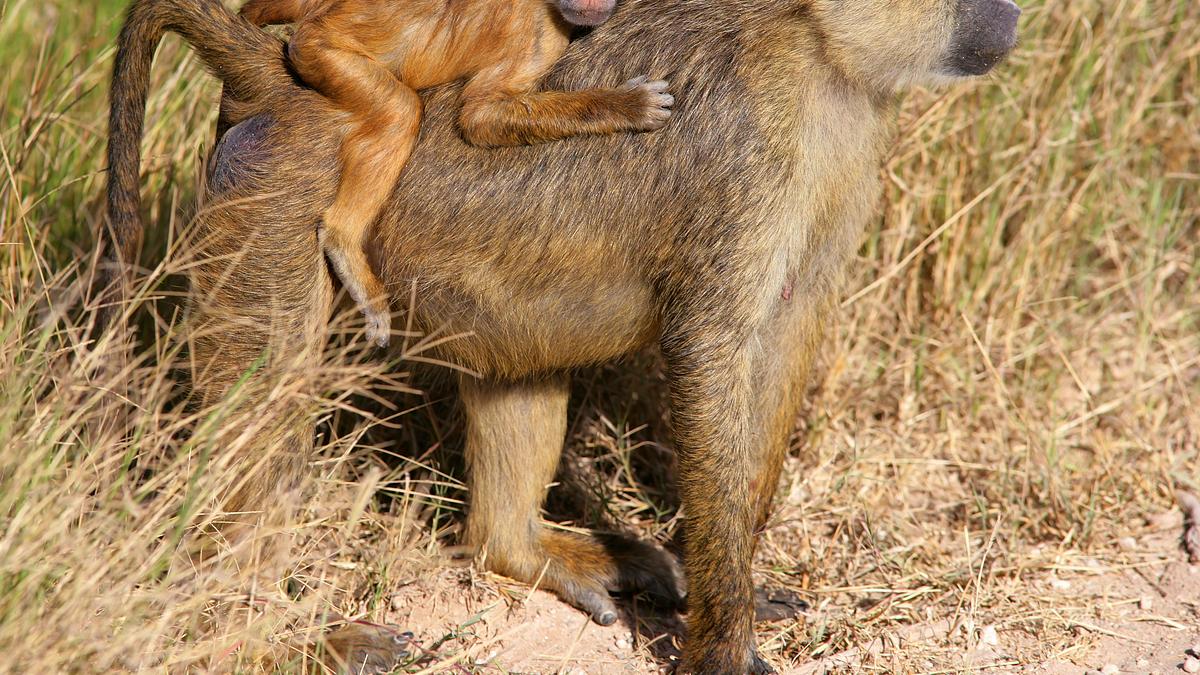 big cat tales - afrikas raubkatzen