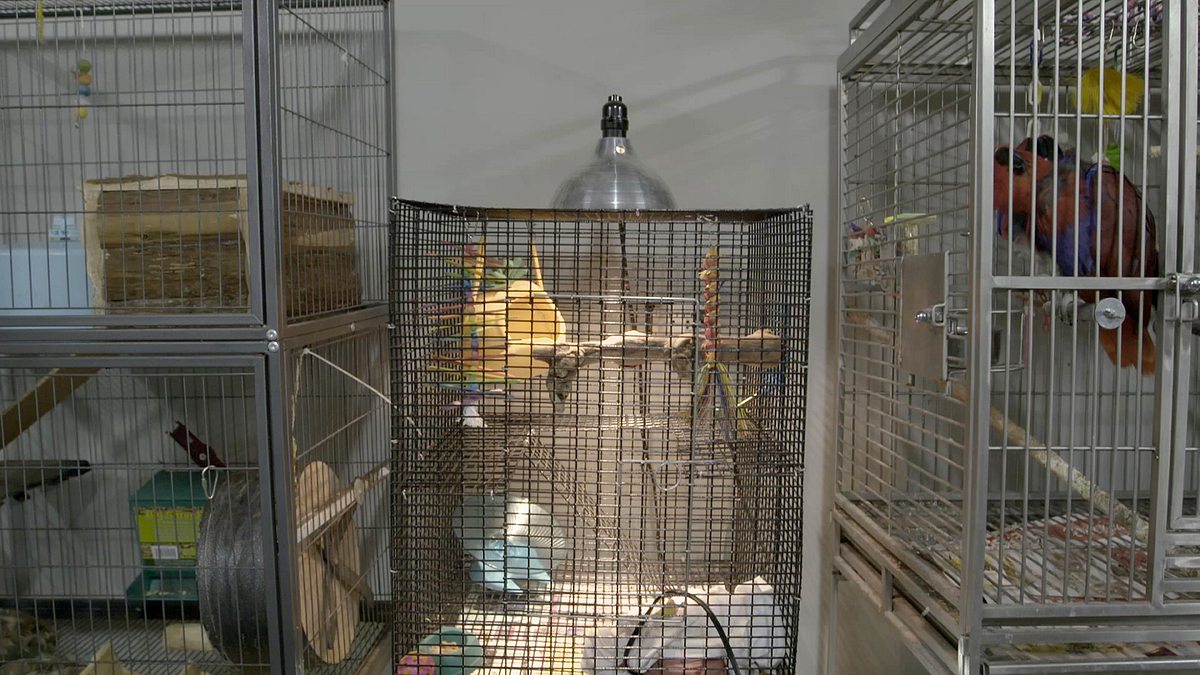 pet palace - hausträume für haustiere