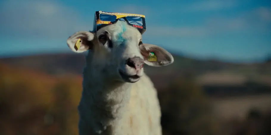 Sheep sheep