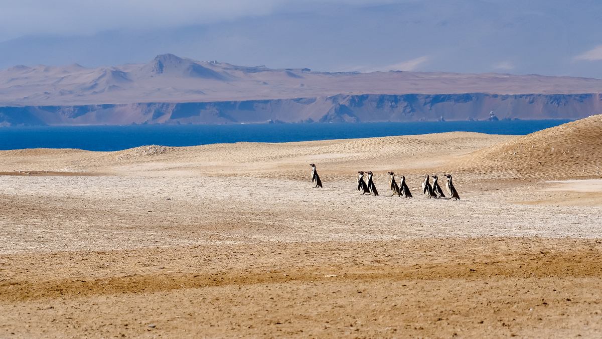 Wildes Peru wildes peru