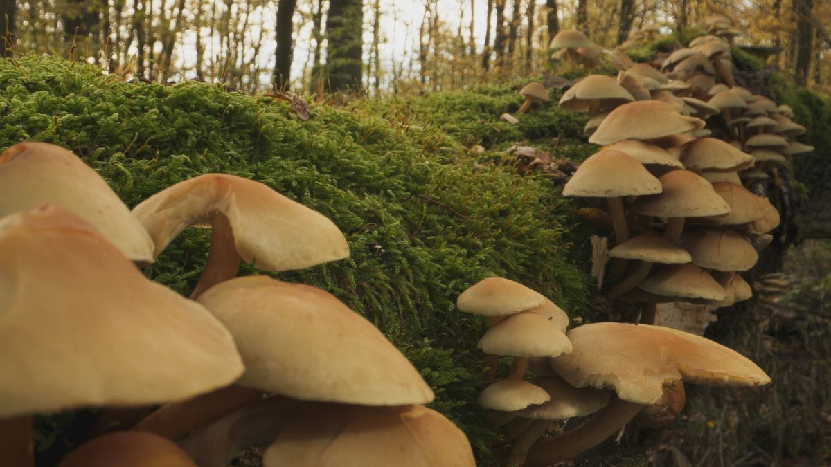 hoffnungsträger wald - können bäume das klima retten?