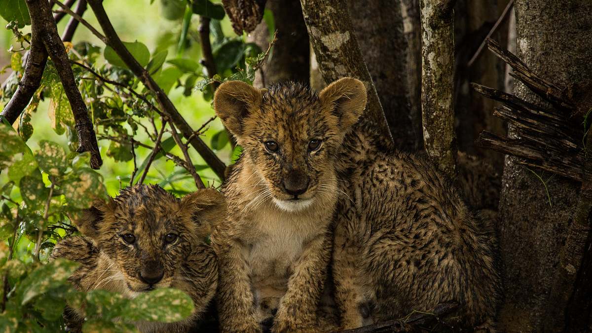 savage kingdom