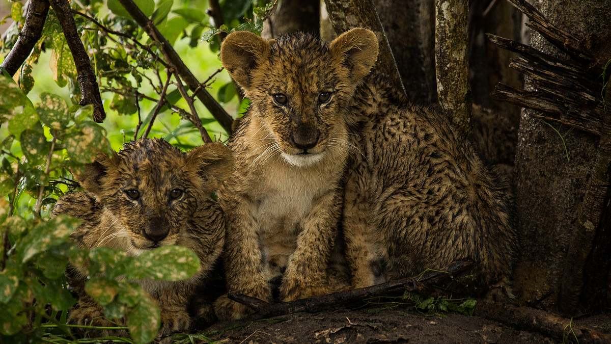 savage kingdom