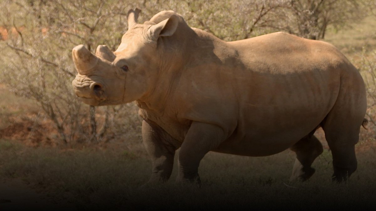 team wildlife südafrika