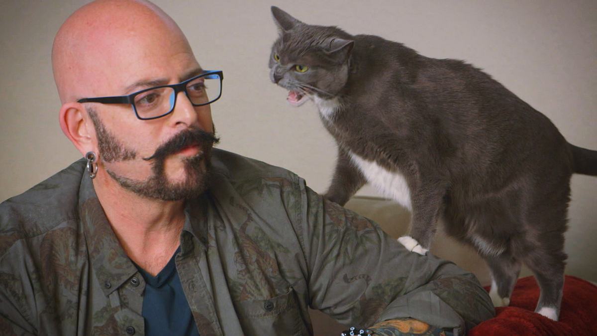 der katzenflüsterer