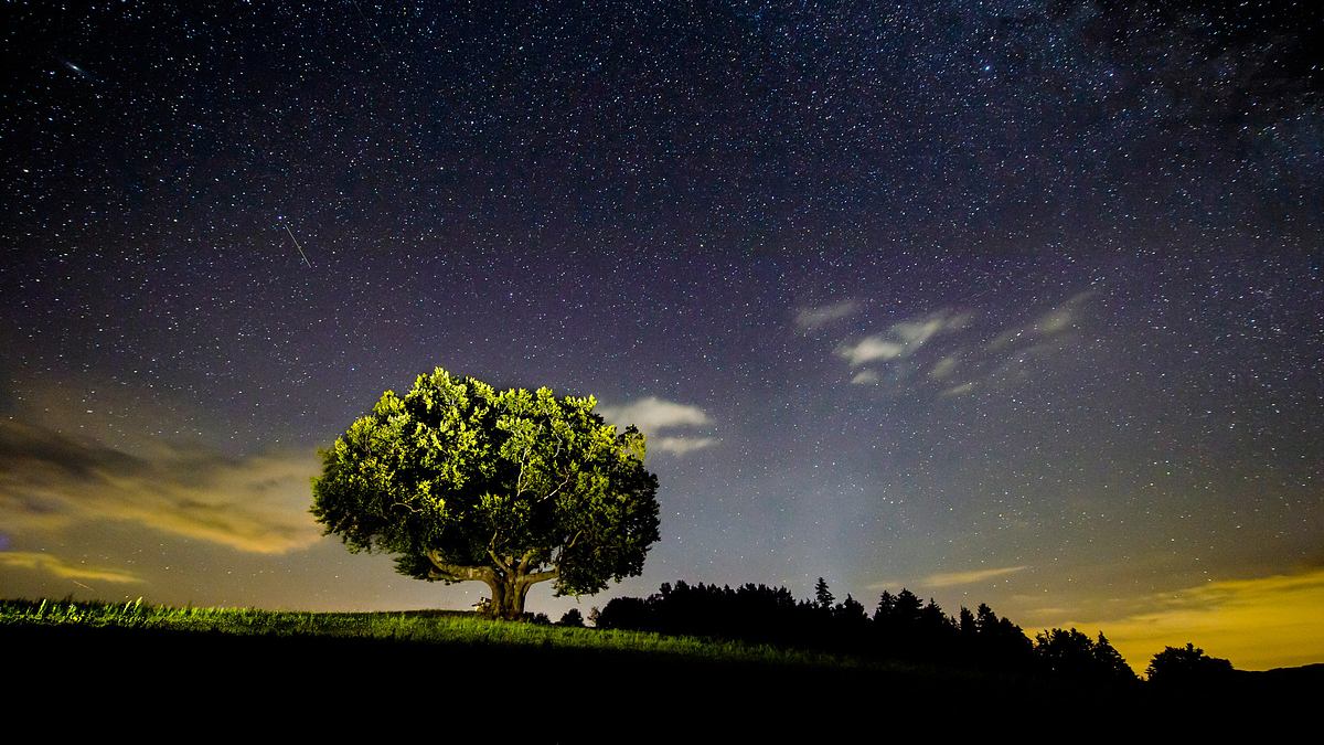 die geheimnisvolle welt der bäume - naturschätze der steiermark
