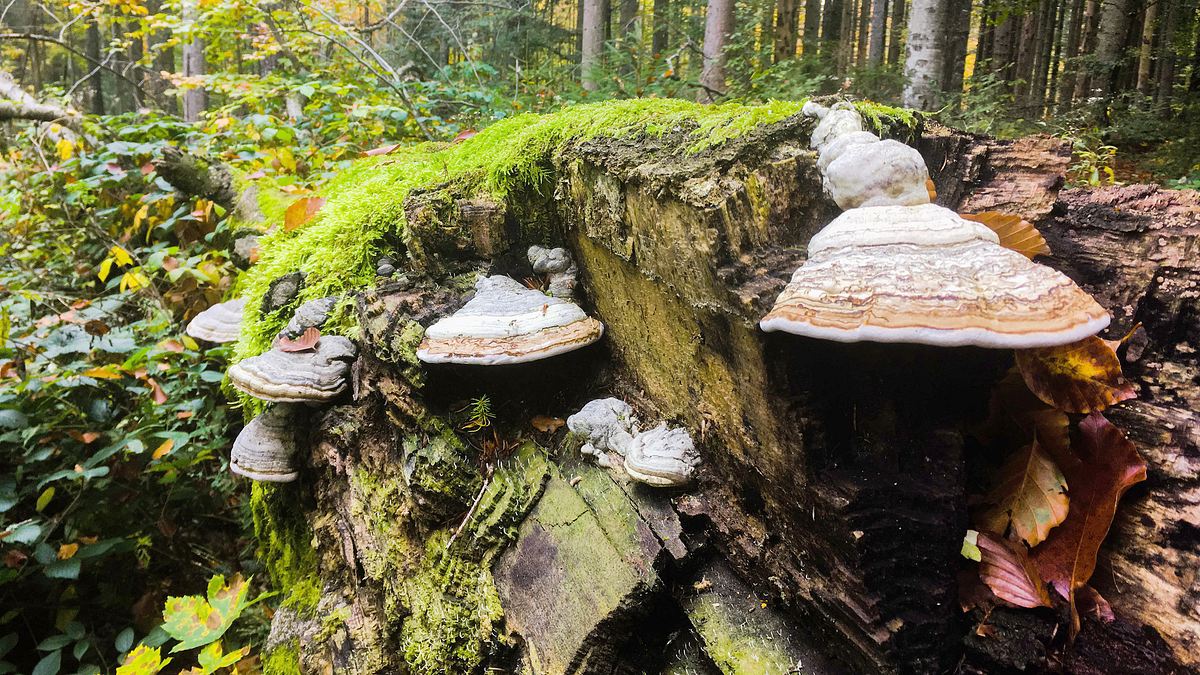 der wilde wald - natur natur sein lassen