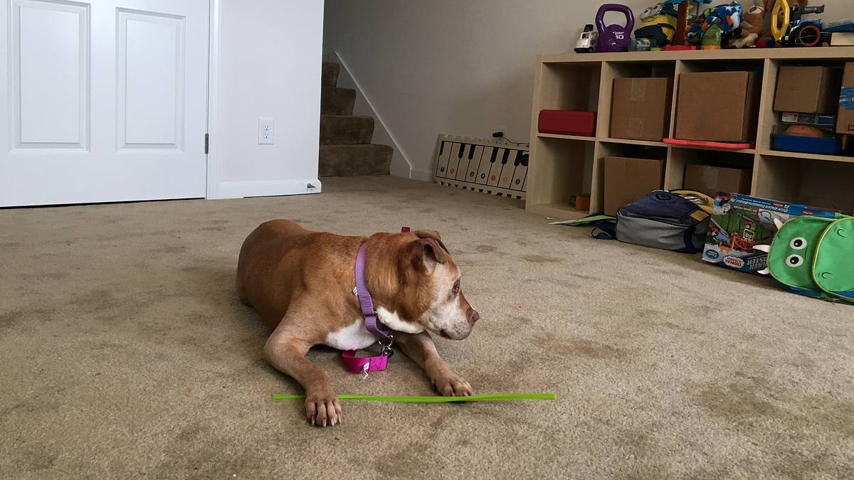 pitbulls auf bewährung