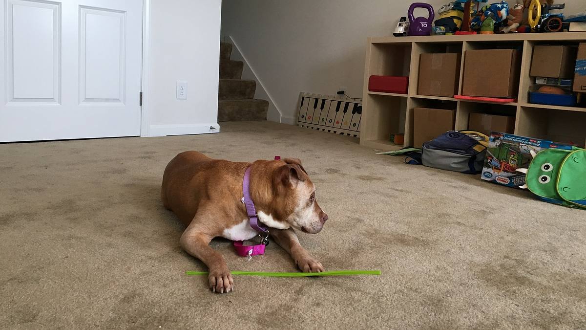 pitbulls auf bewährung