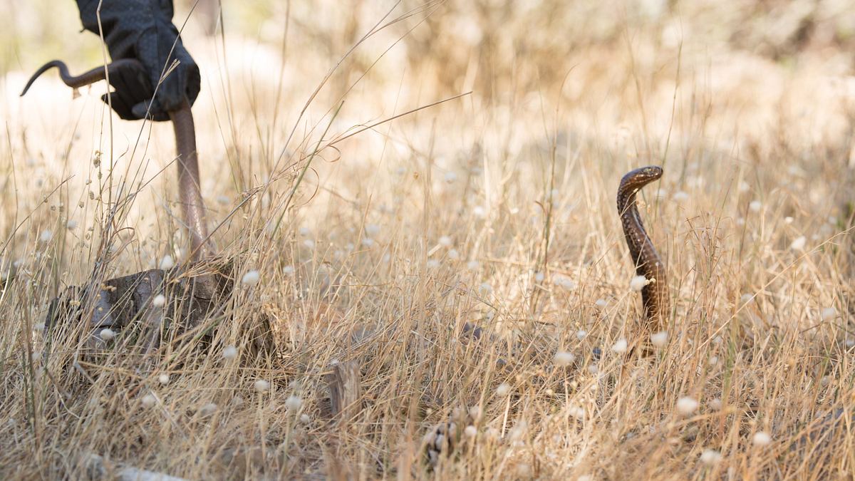 snakes in the city
