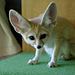 Bronx Zoo - Tierpark der Superlative Thumbnail