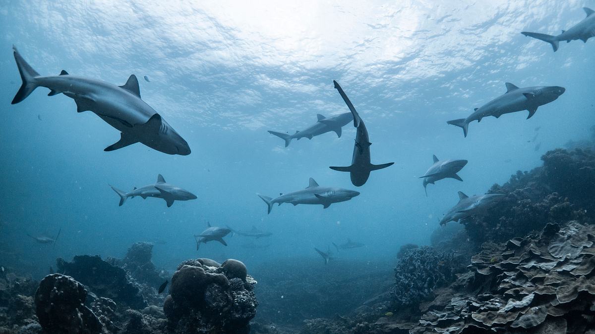 stranger sharks