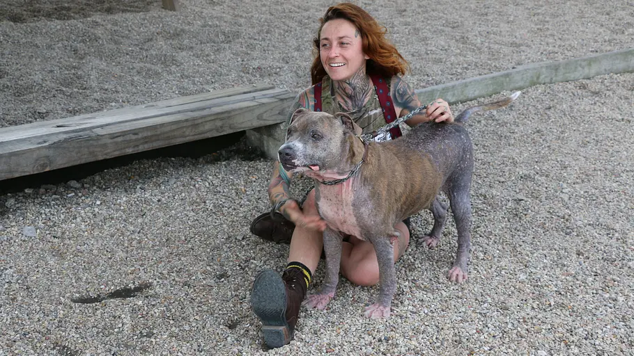 Pitbulls auf Bewährung pitbulls auf bewährung