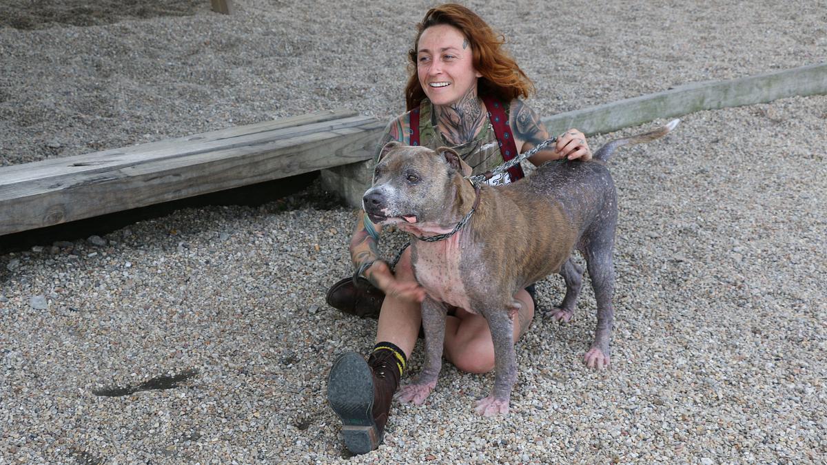 Pitbulls auf Bewährung pitbulls auf bewährung