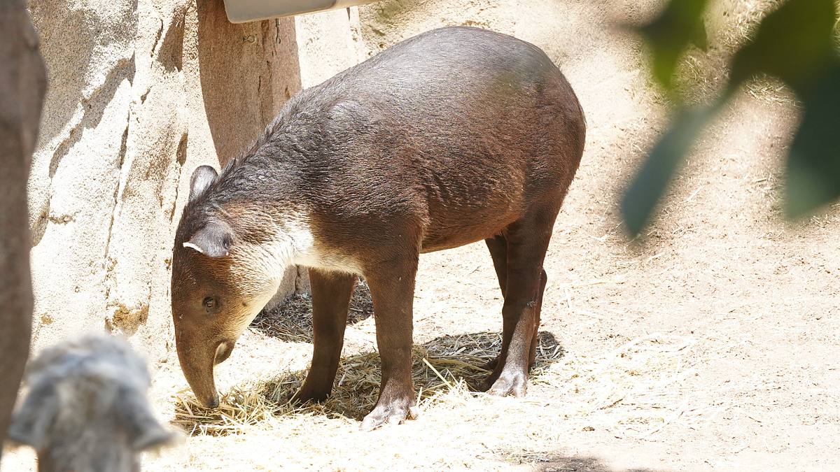 san diego zoo