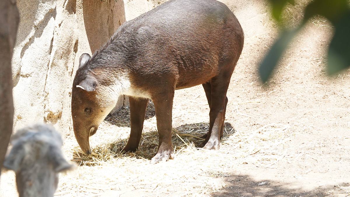 san diego zoo