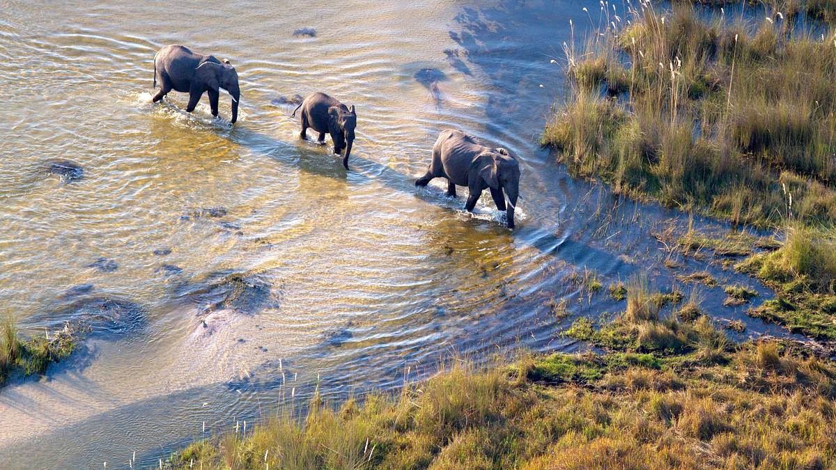 okawango - fluss der träume