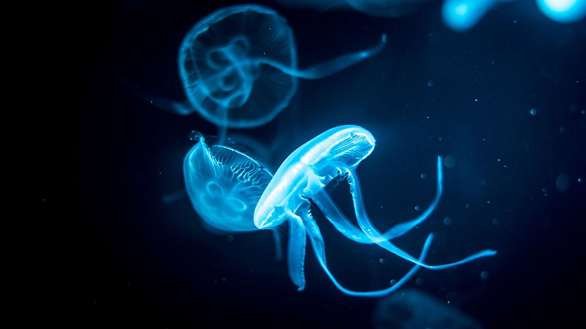 ancient aliens - unerklärliche phänomene