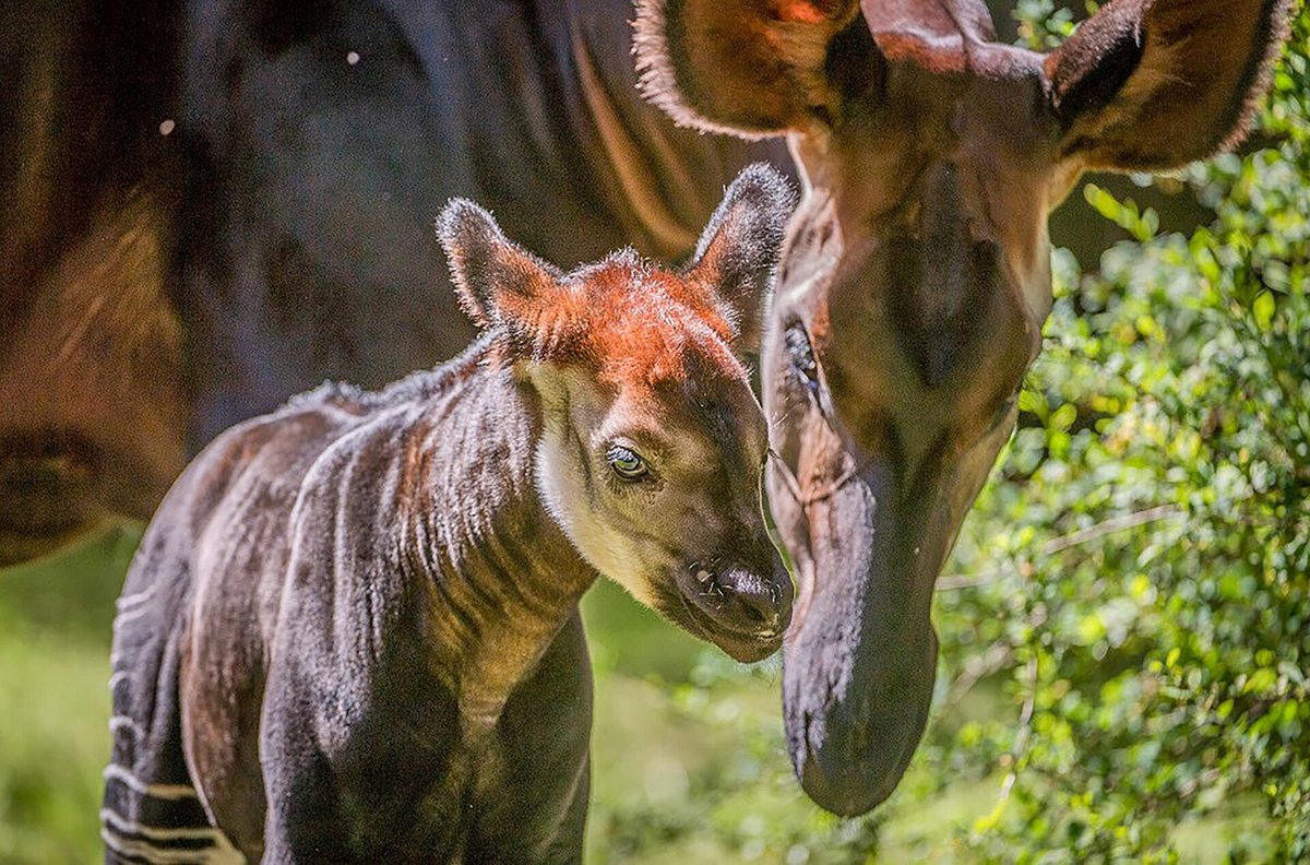 Zoo und so - Tierisch wild! zoo und so - tierisch wild!