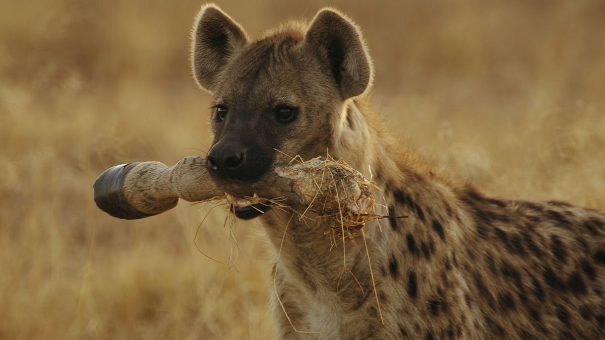 savage kingdom