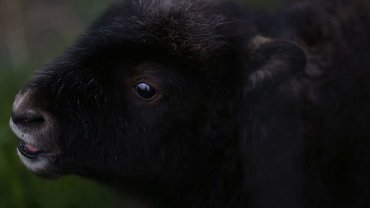 die yukon-tierärztin