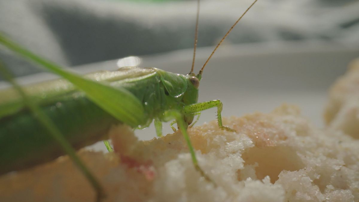 smarte insekten - wie winzige gehirne geniales leisten