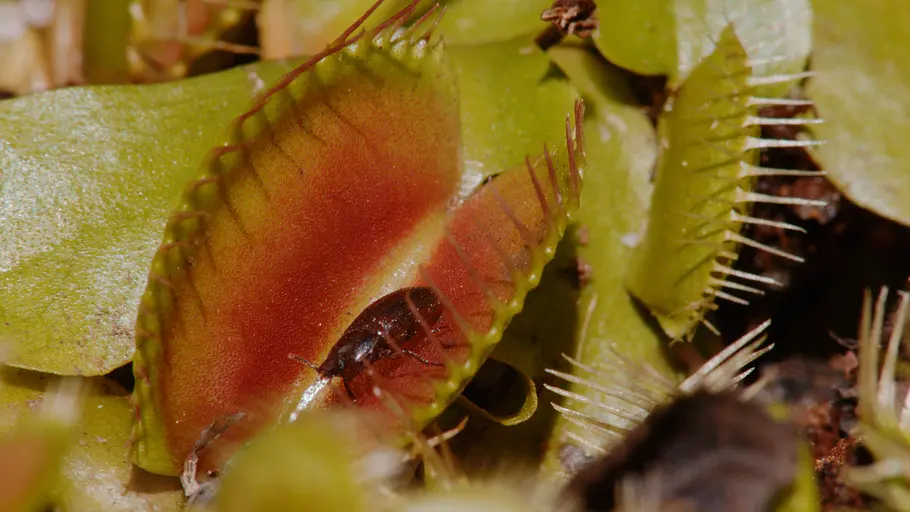 Die seltsamen Seiten der Natur die seltsamen seiten der natur