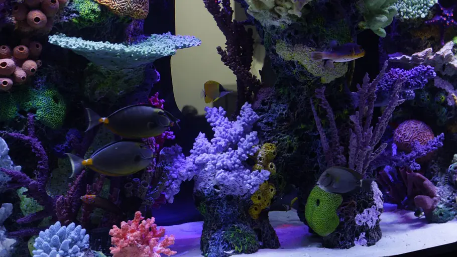 Die Aquarium-Profis die aquarium-profis